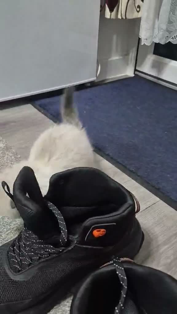 Ragdoll cats for sale: Boy Ragdoll Bicolor  - Video 1
