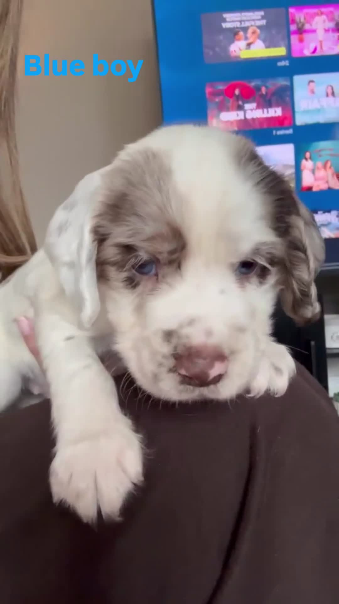 Cocker Spaniel dogs for sale: 6 beautiful cocker spaniel puppies (2 boys left!) - Video 4
