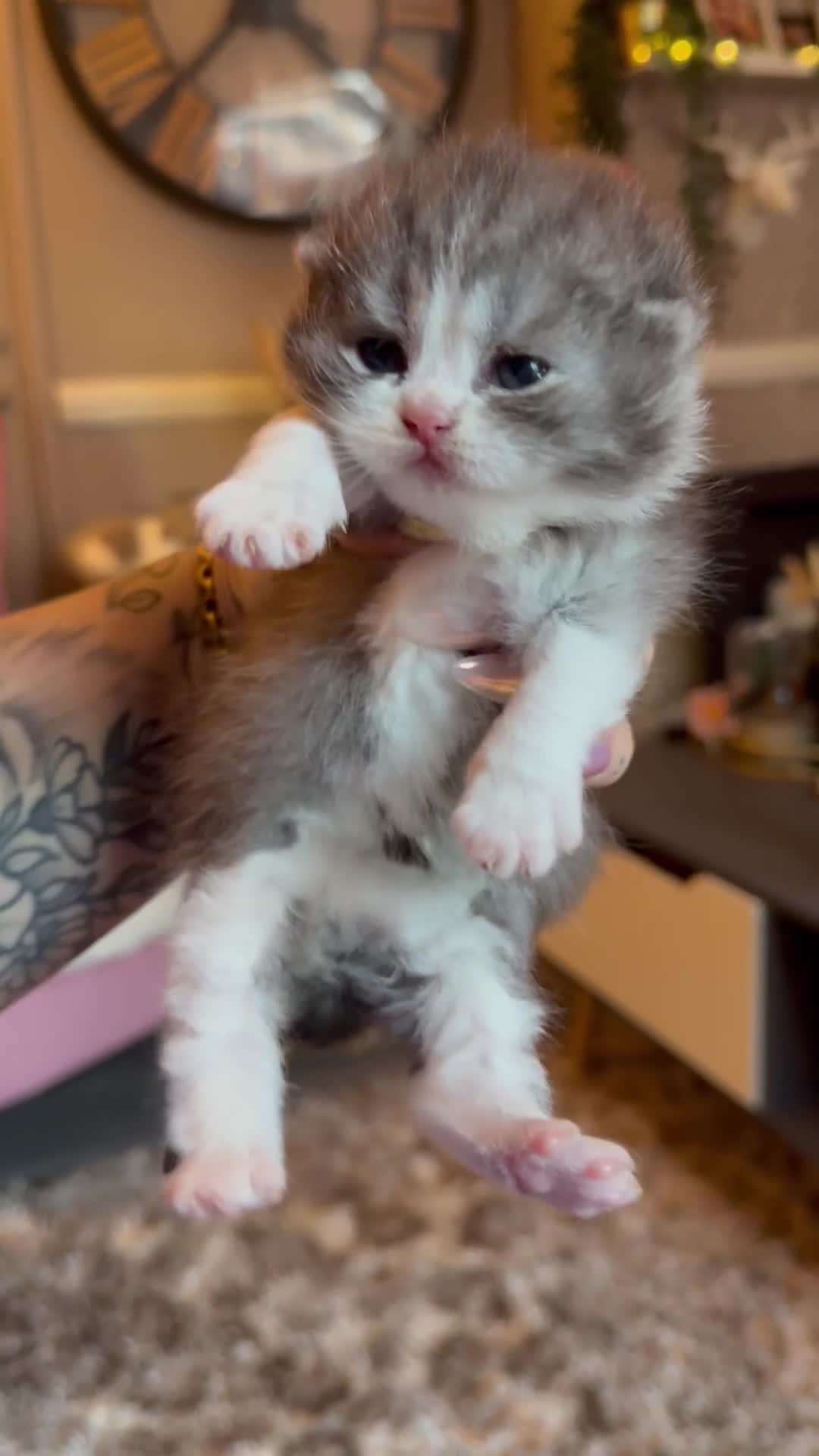 British Shorthair cats for sale: Champion line kittens 😻🥇🏆  - Video 1