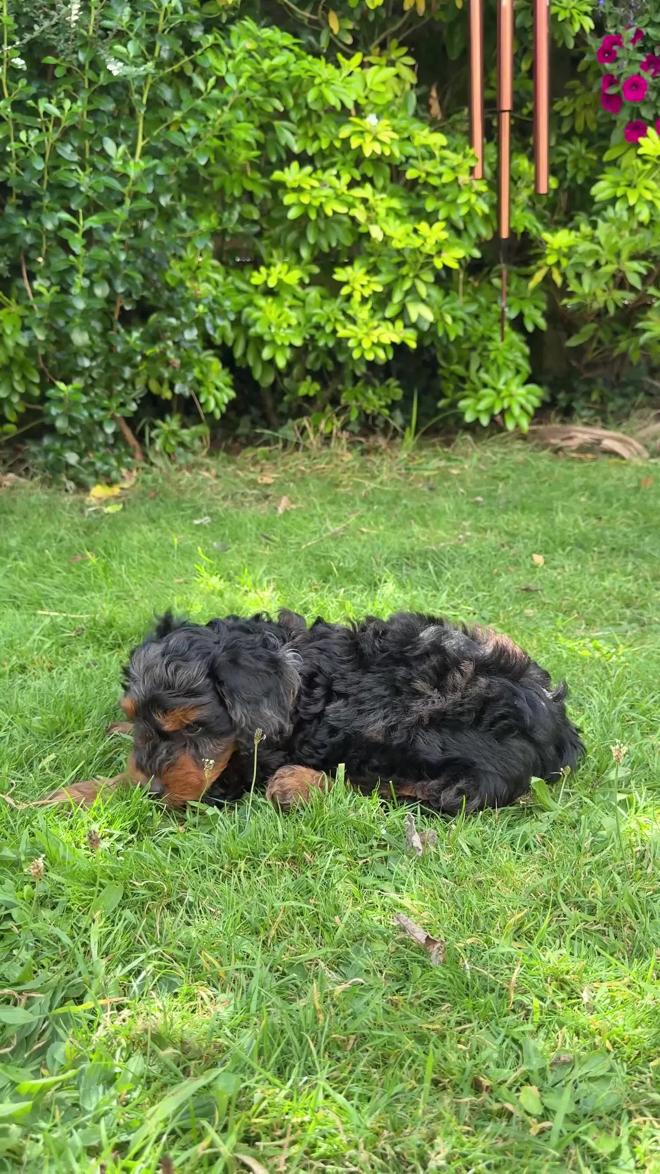 Mixed Breed dogs for sale:  Unique Merle Double Doodle Ready from 9th August - Video 3