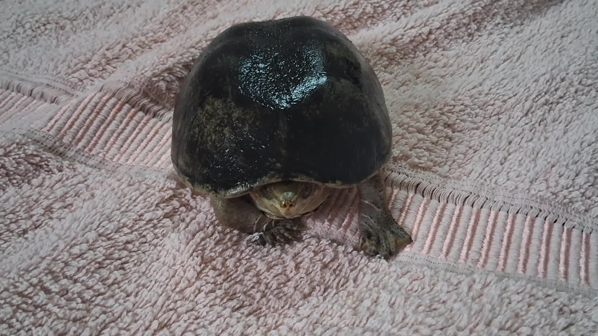Turtle reptiles for sale: Healthy Pet Musk Turtle.Available with Full Setup. in Nottingham - Video 1