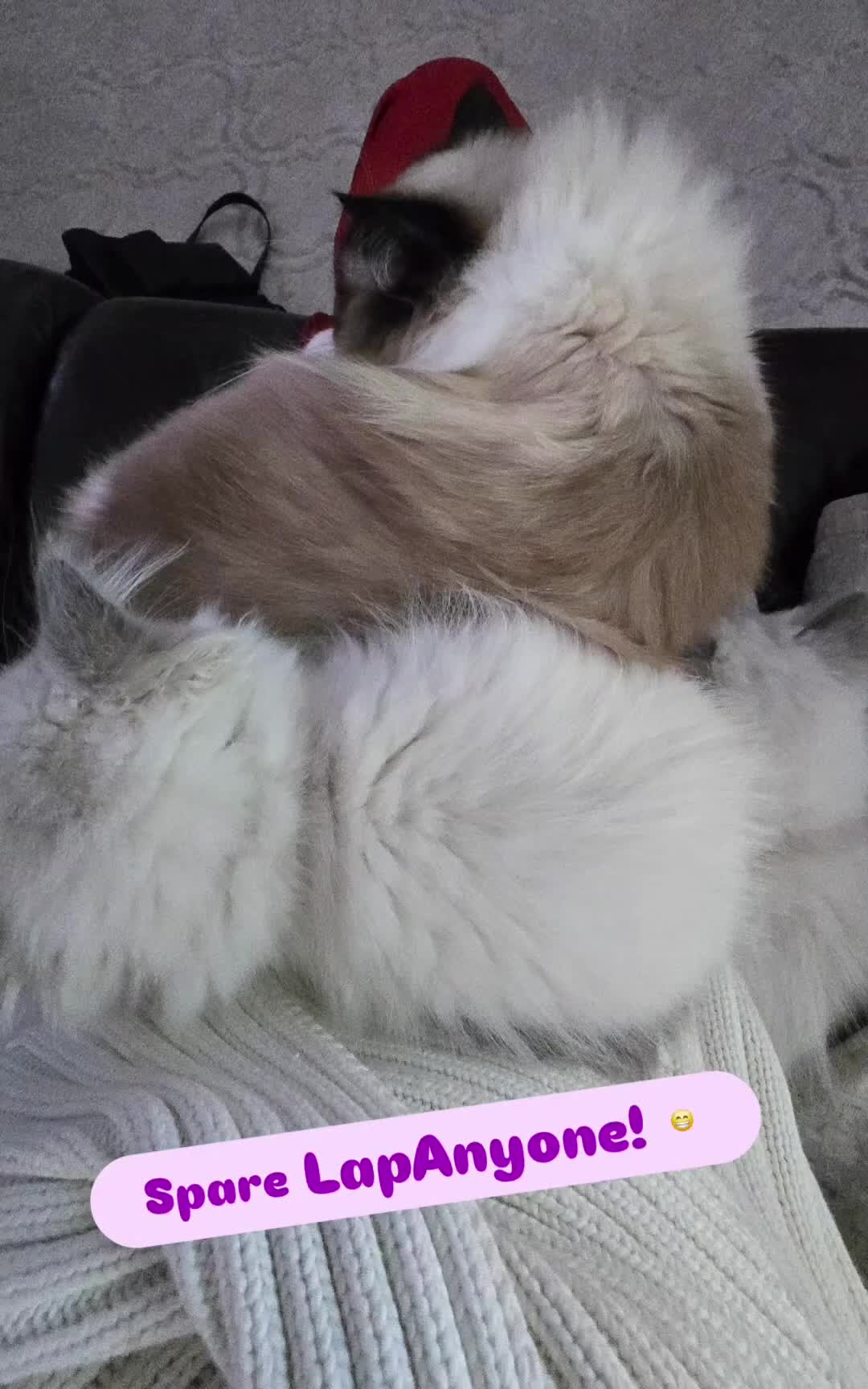 Ragdoll cats for sale: ✨**SOLD**- GCCF Registered Ragdolls - Video 1