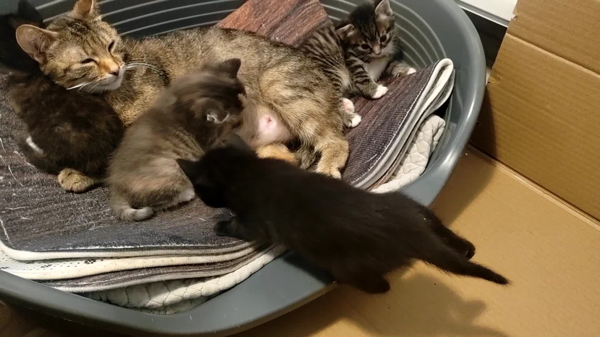 Mixed Breed cats for sale: 4 gorgeous little kitten looking for homes  - Video 1