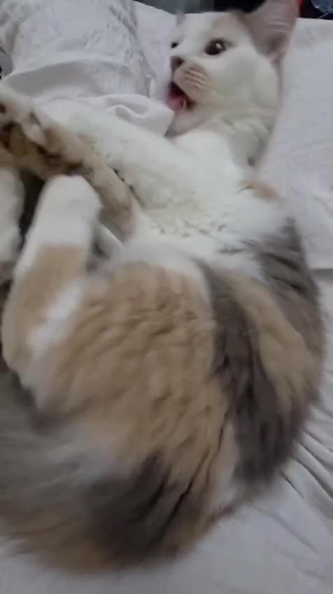 Mixed Breed cats for adoption: FIONA -BEAUTIFUL SOUL READY TO LOVE - Video 2