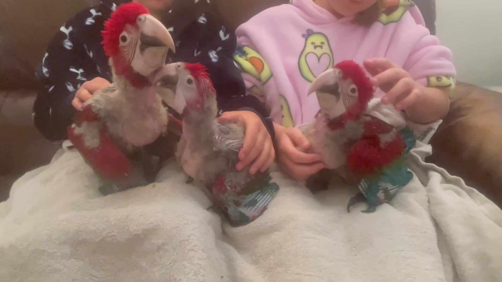Macaws birds for sale: Hand reared baby green wing macaws - Video 2