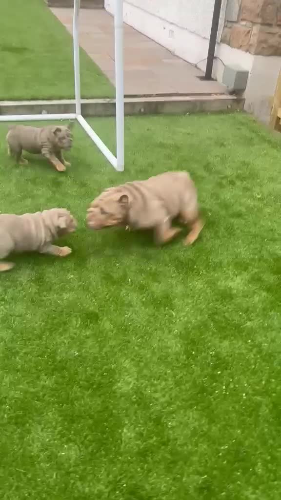 English Bulldog dogs for sale: English bulldog female puppy  - Video 1