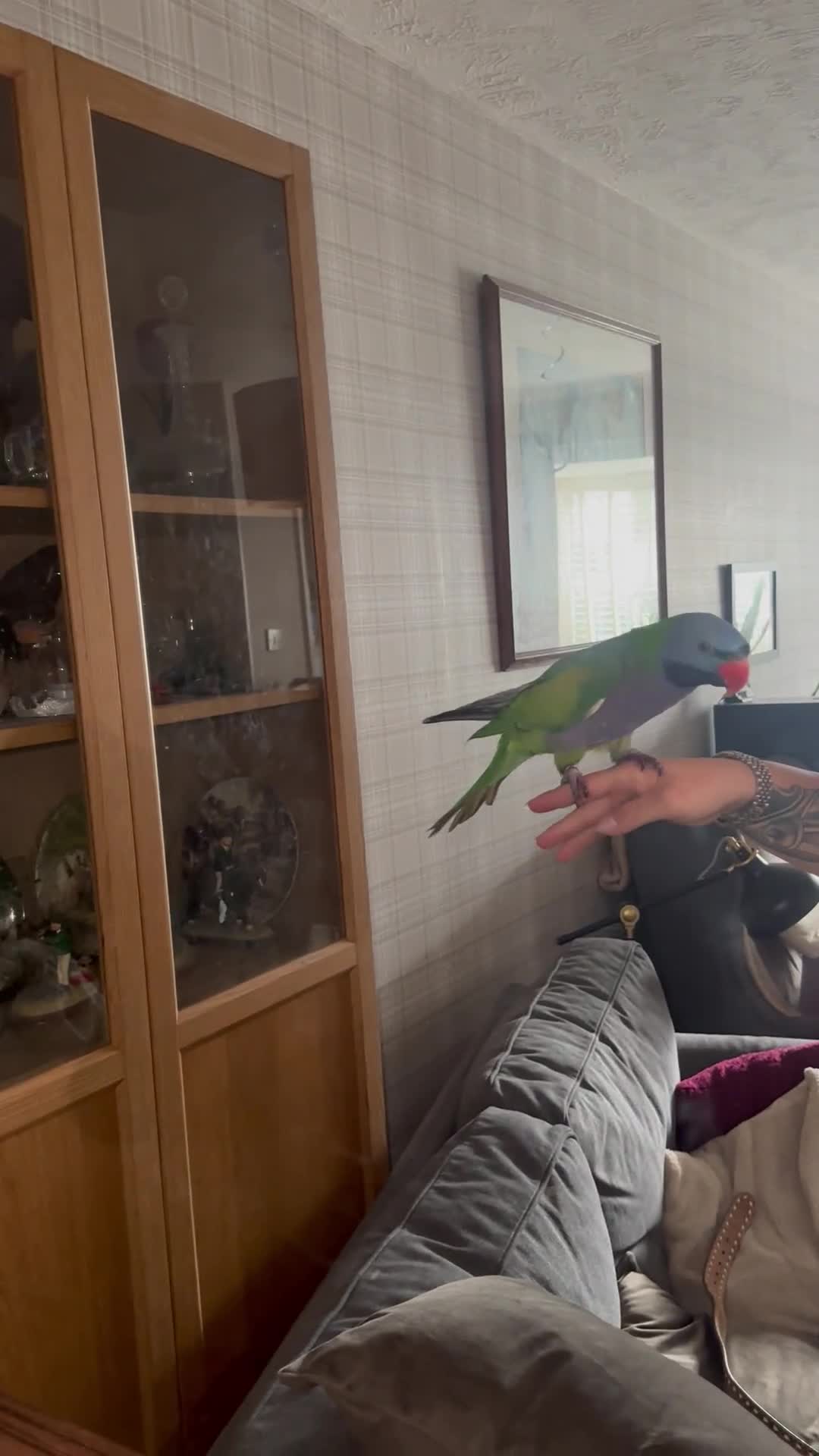 Parakeets birds for sale: Moustache parakeet  - Video 1
