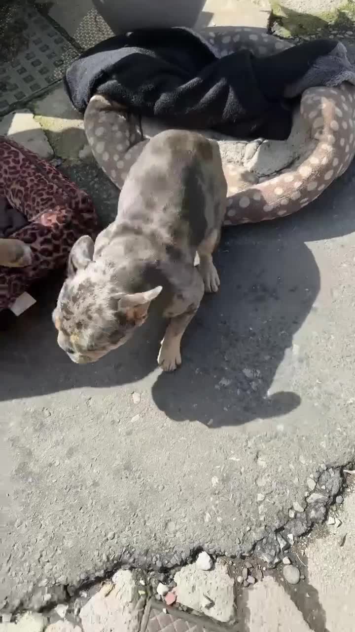 French Bulldog dogs for sale: French bulldog bitch merle  - Video 1