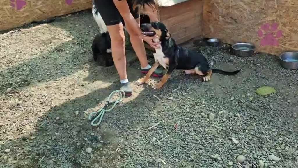 Mixed Breed dogs for adoption: 🐾💛STELLA – The Brave Mum Who Defied Her Fate💛🐾 in Doncaster - Video 1
