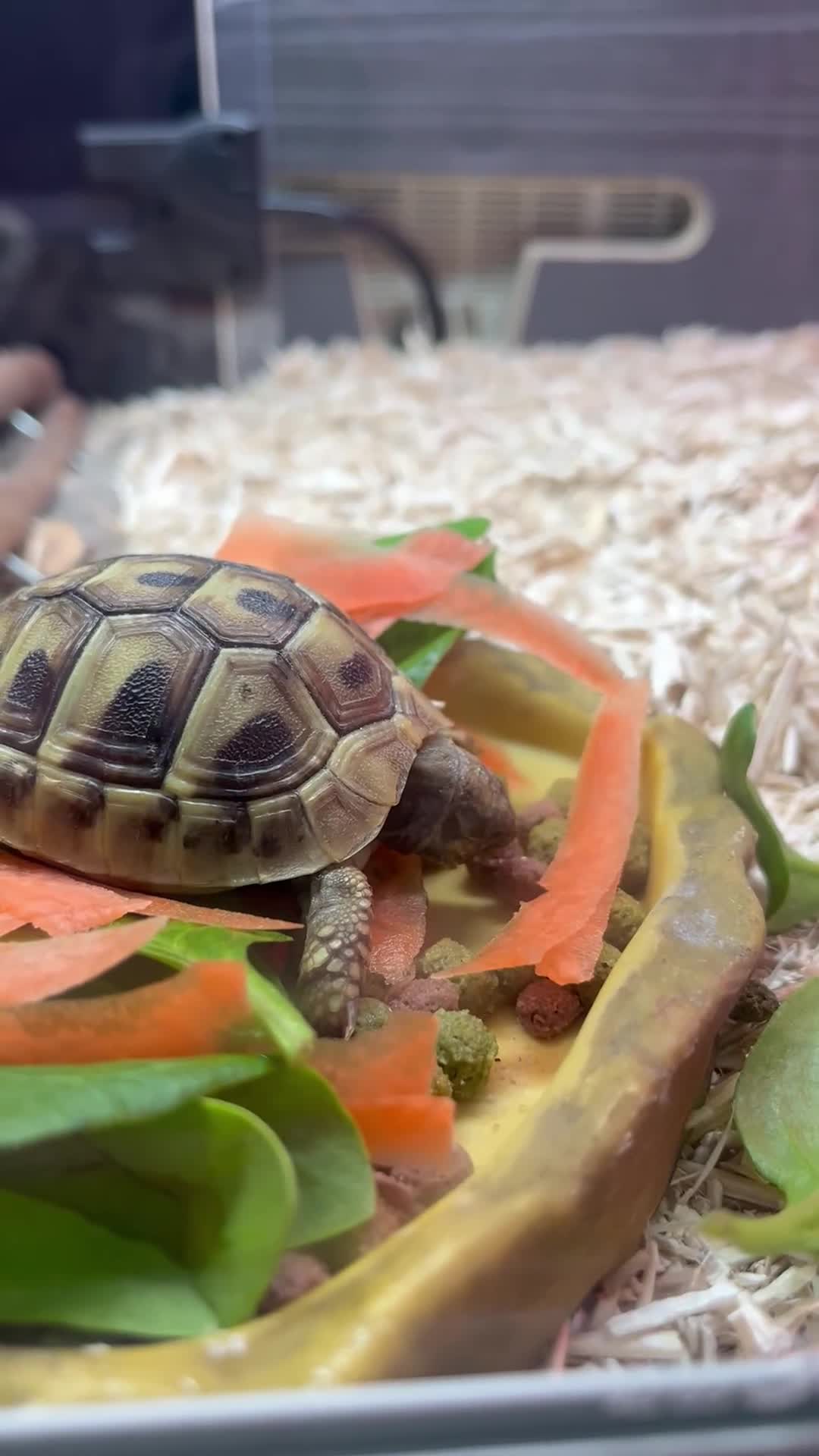Hermann Tortoise reptiles for sale: Young Hermann Tortoise with set up - Video 1