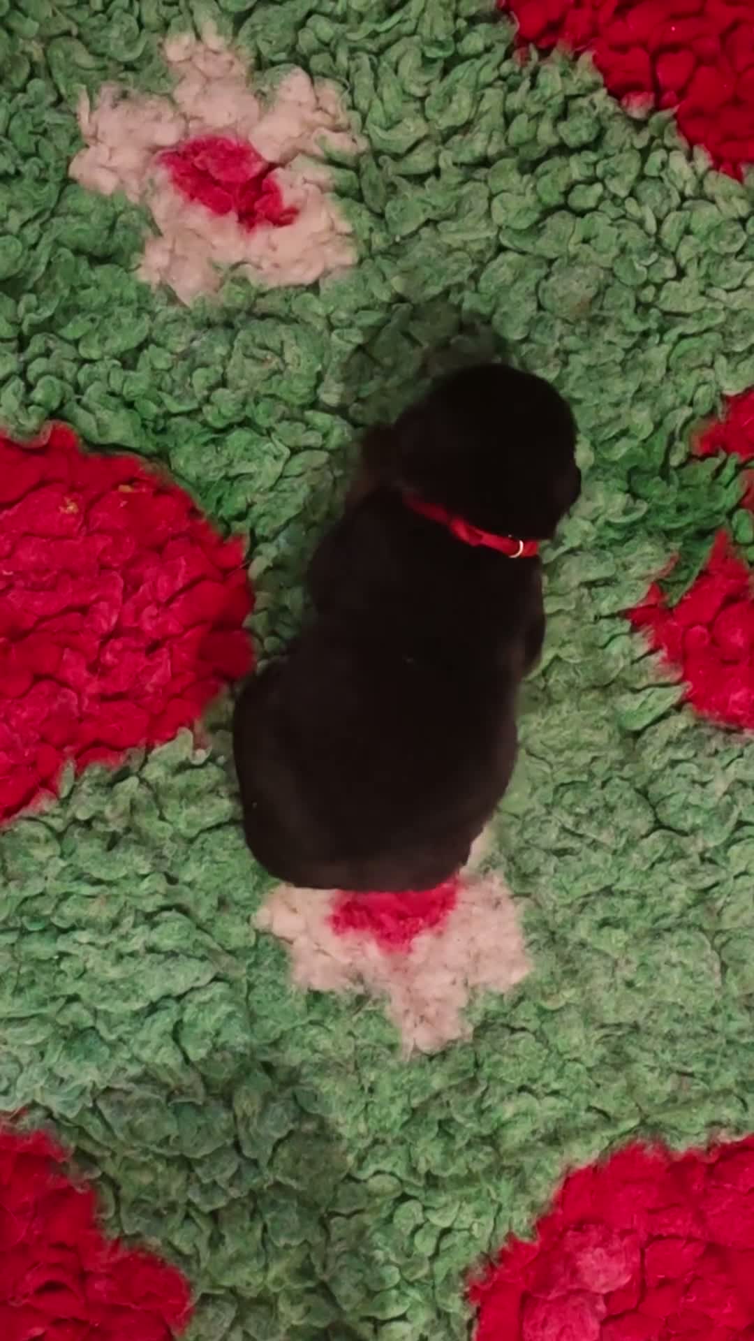 Rottweiler dogs for sale: Last 2 boys  - Video 1