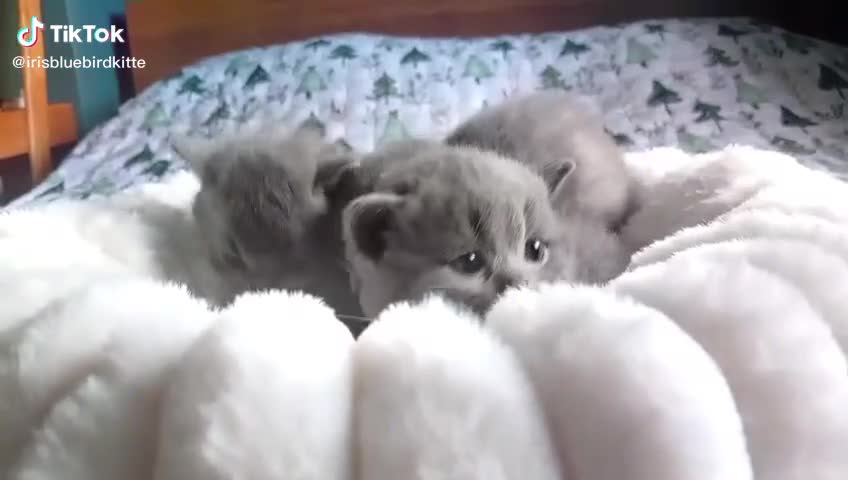 British Shorthair cats for sale: GCCF Registered British Shorthair kittens  - Video 3