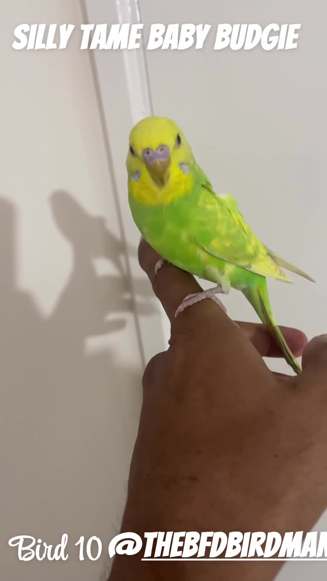 Budgerigars birds for sale: 100% SILLY TAME BABY BUDGIES - Video 1