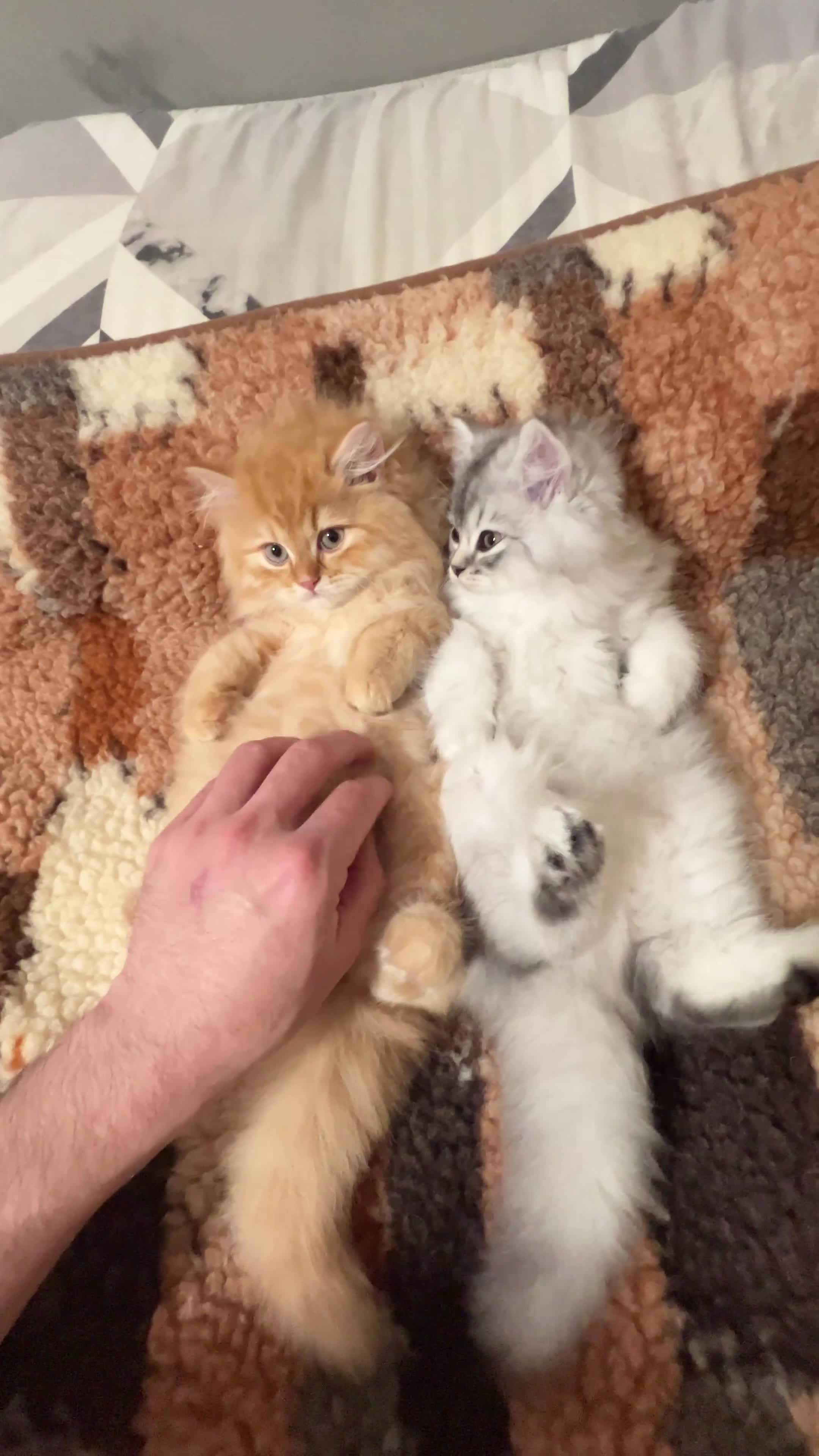 British Longhair cats for sale: We have 2 adorable Boy - Video 1