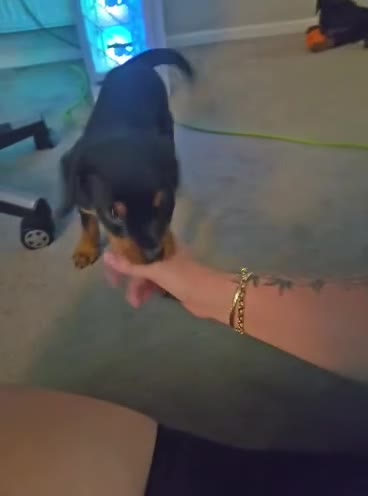Rottweiler dogs for sale: READY TO GO! Rottweiler puppies  - Video 1