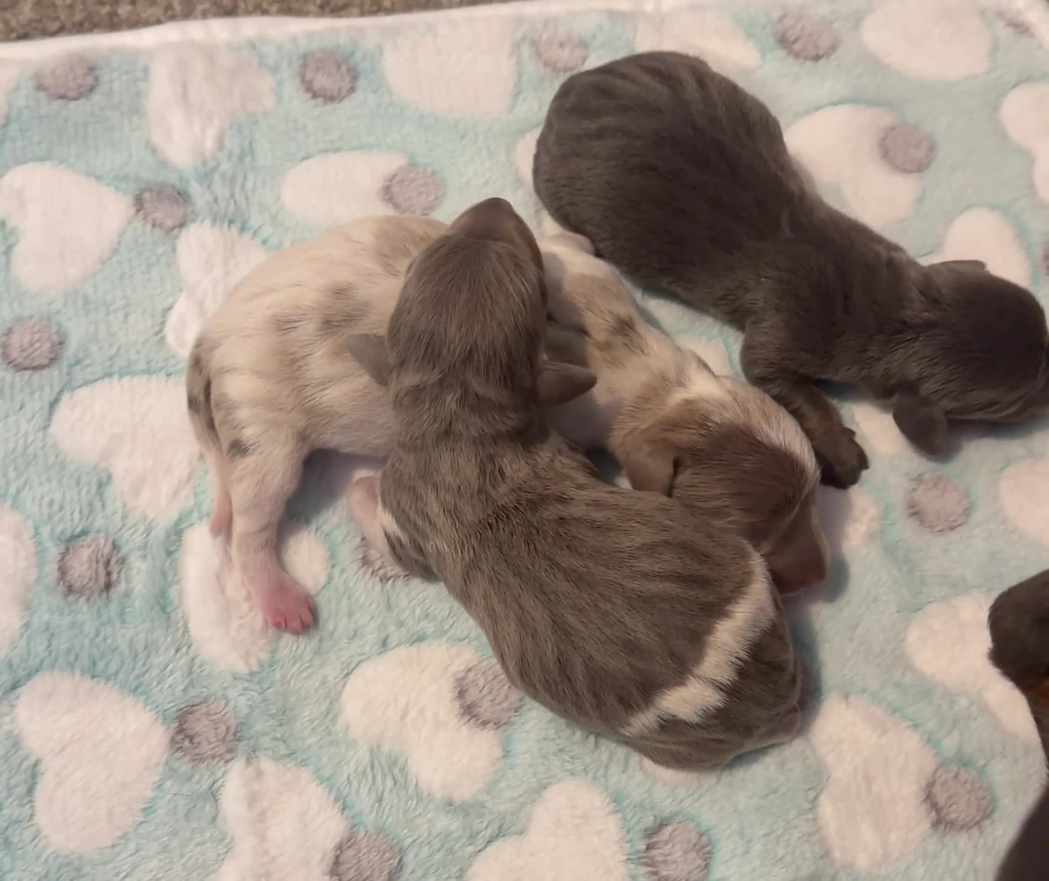 Dachshund dogs for sale: ✨🐾Exceptional Dachshund Puppies-Rare Colours🐾✨ in Chorley - Video 1