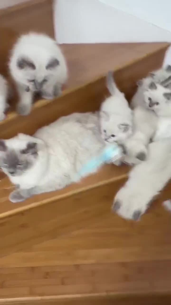 Ragdoll cats for sale: purebred Ragdoll cat - Video 1