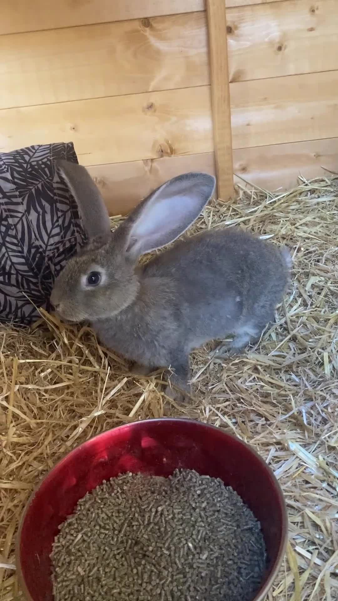 Continental Giant rabbits for sale: Continental Giants - Video 1