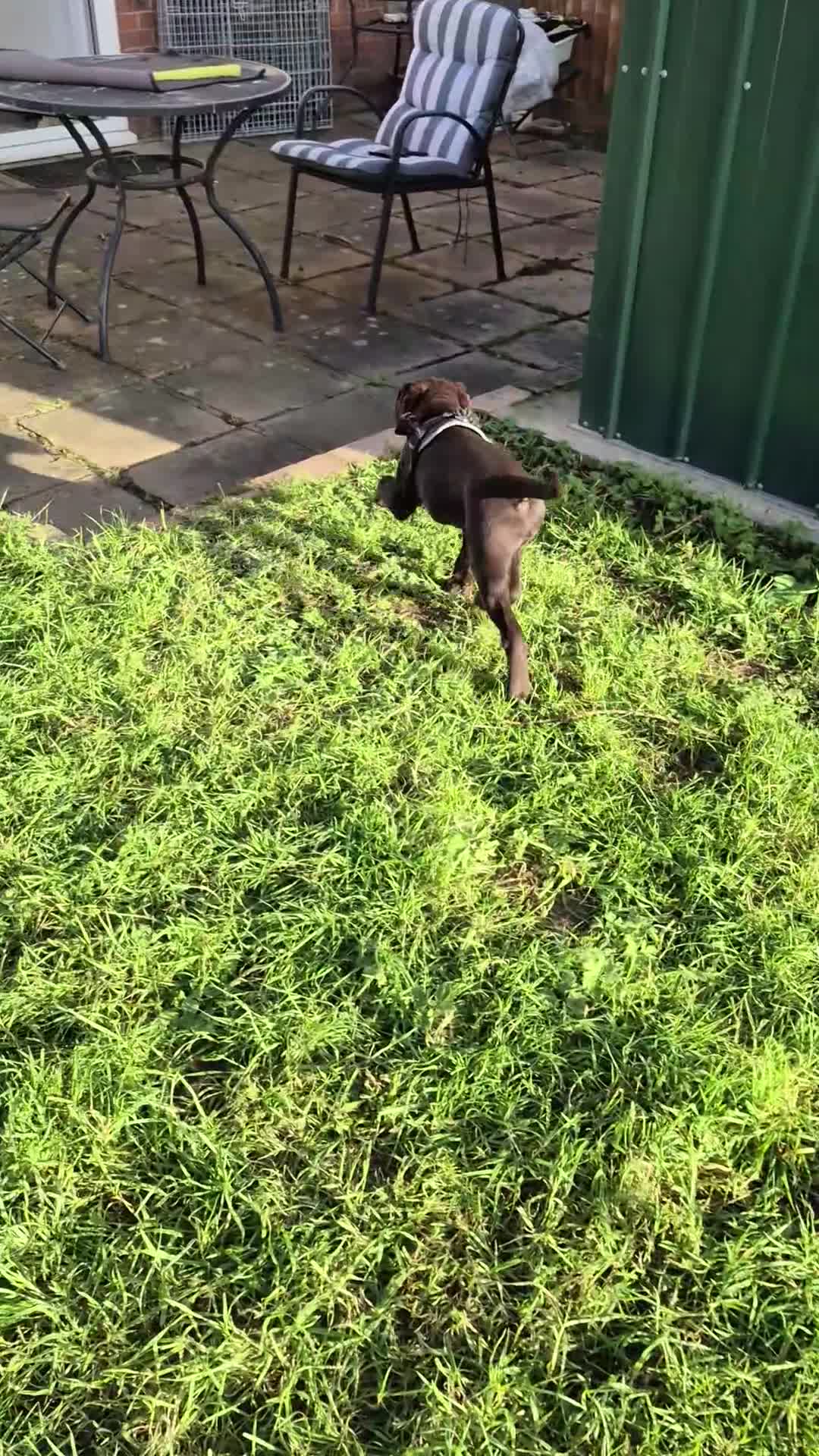 Labrador Retriever dogs for sale: Choc Lab Ready For a Forever Home in London - Video 3