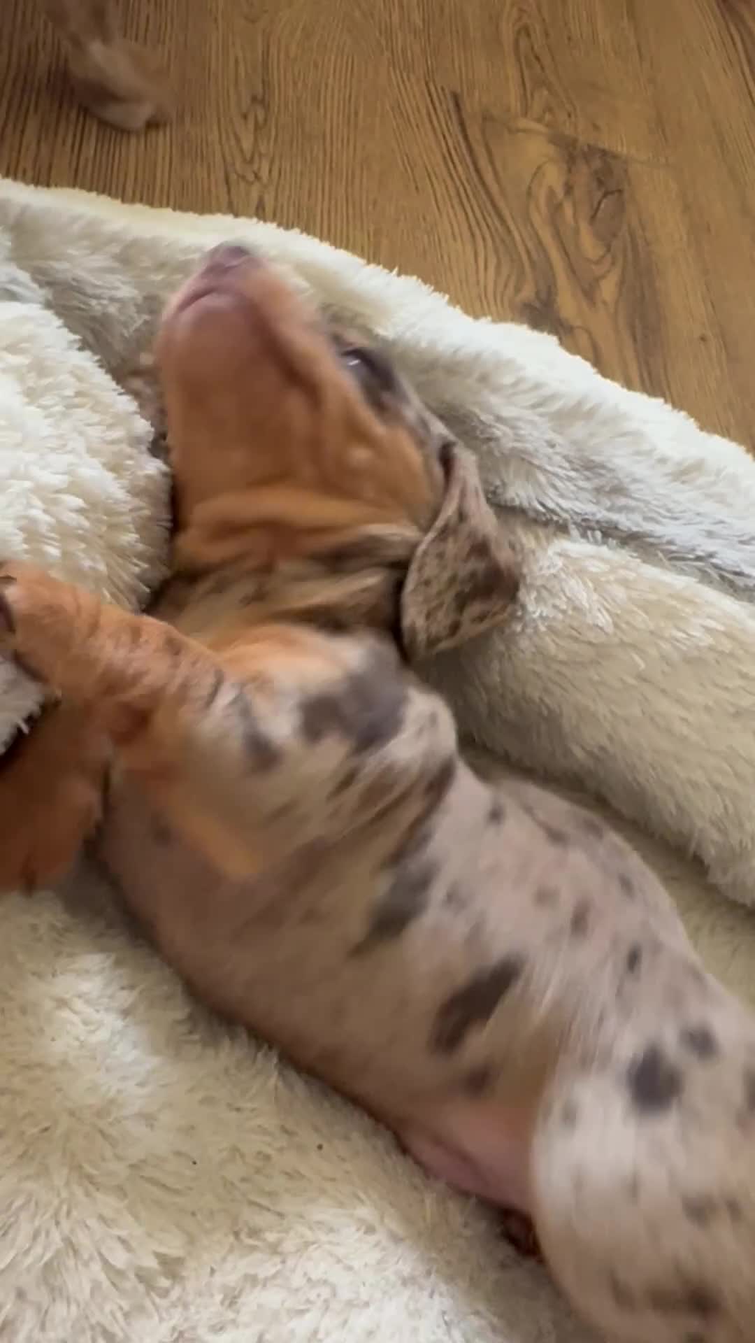 Miniature Dachshund dogs for sale: Miniature Dachshund dapple 1 boy 1 girl  in Skelmersdale - Video 2
