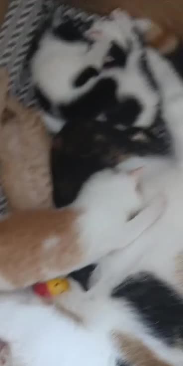 Mixed Breed cats for sale: Beautiful 3 males ginger black white kittens  - Video 1