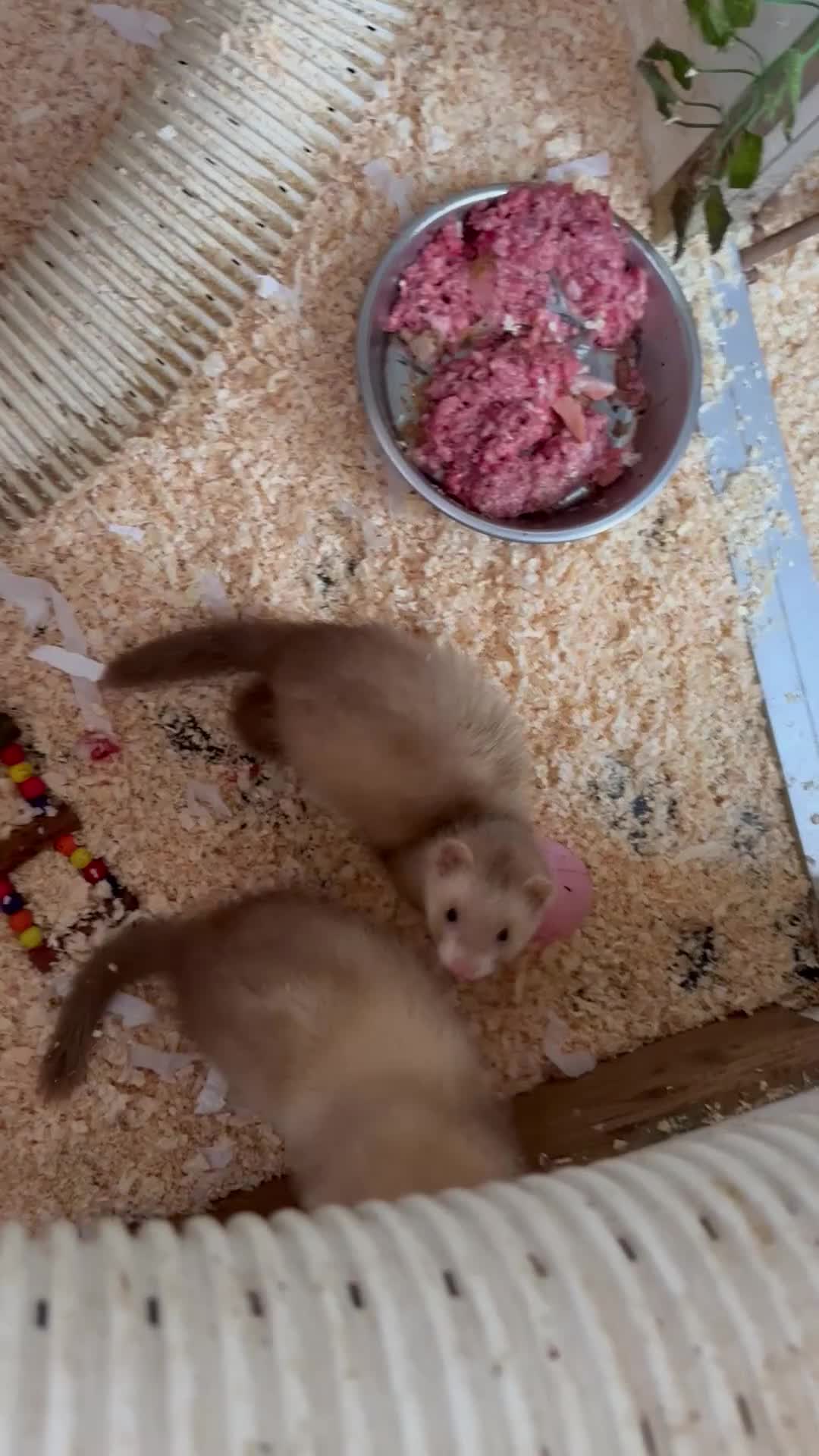 Ferret rodents for sale: Jill ferret’s available  - Video 1