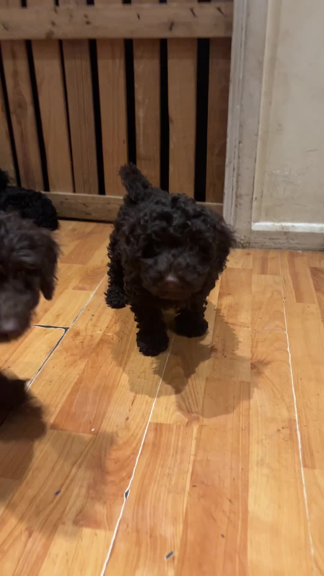 Sproodle dogs for sale: 10 FB2 sproodles puppies  - Video 1