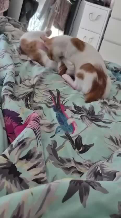 Mixed Breed cats for adoption: BOB &HARLEY BONDED BROTHERS NEUTERED FULL OF FUN  - Video 2