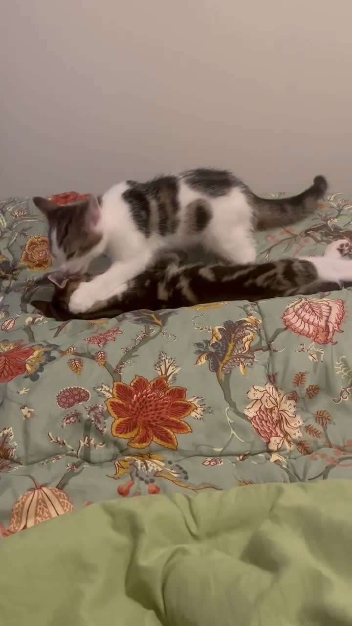 Domestic Shorthair cats for sale: A gorgeous male tabby and white domestic shorthair - Video 1