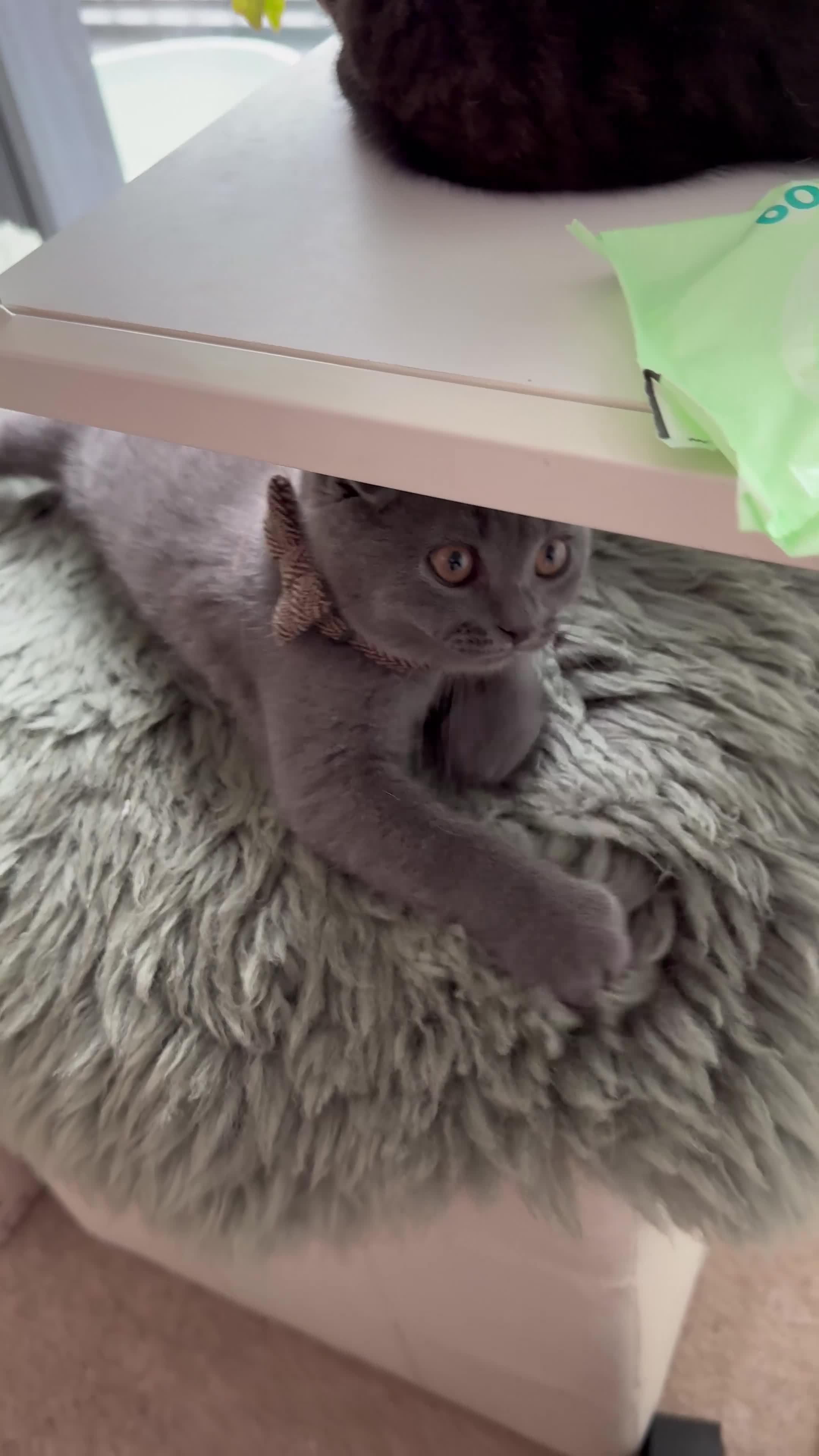 Scottish Fold cats for sale: Beautiful Scottish kitties are looking for a home  - Video 1