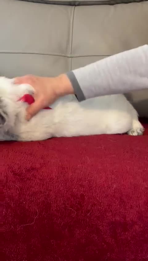 Mixed Breed dogs for adoption: 🐾☁️ SKY – The Little Cloud with a Big Heart ☁️🐾 - Video 1