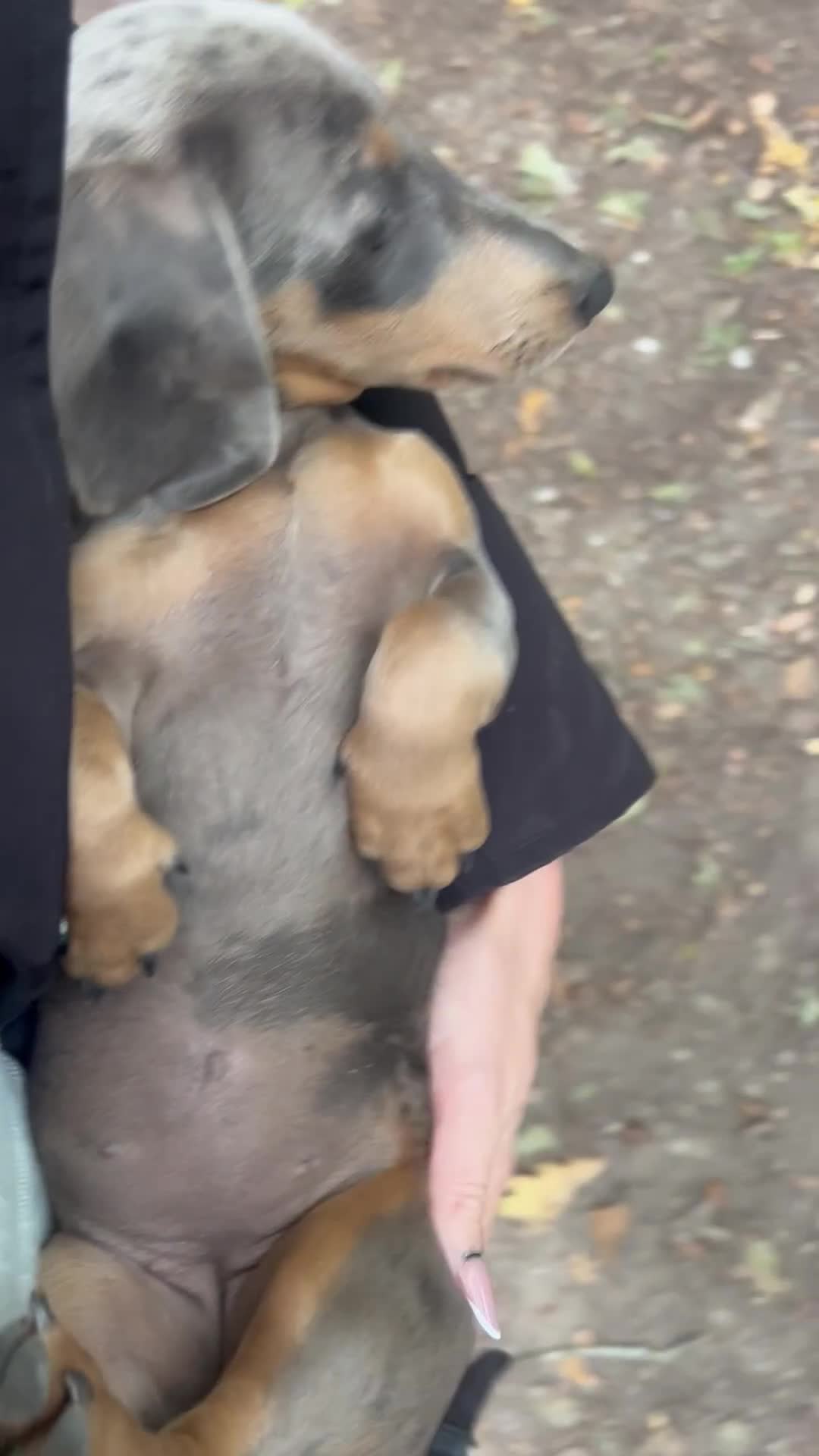 Miniature Dachshund dogs for sale: BLUE DAPPLE AND TAN BABY SAUSAGE AND HER MOTHER 💕 - Video 2