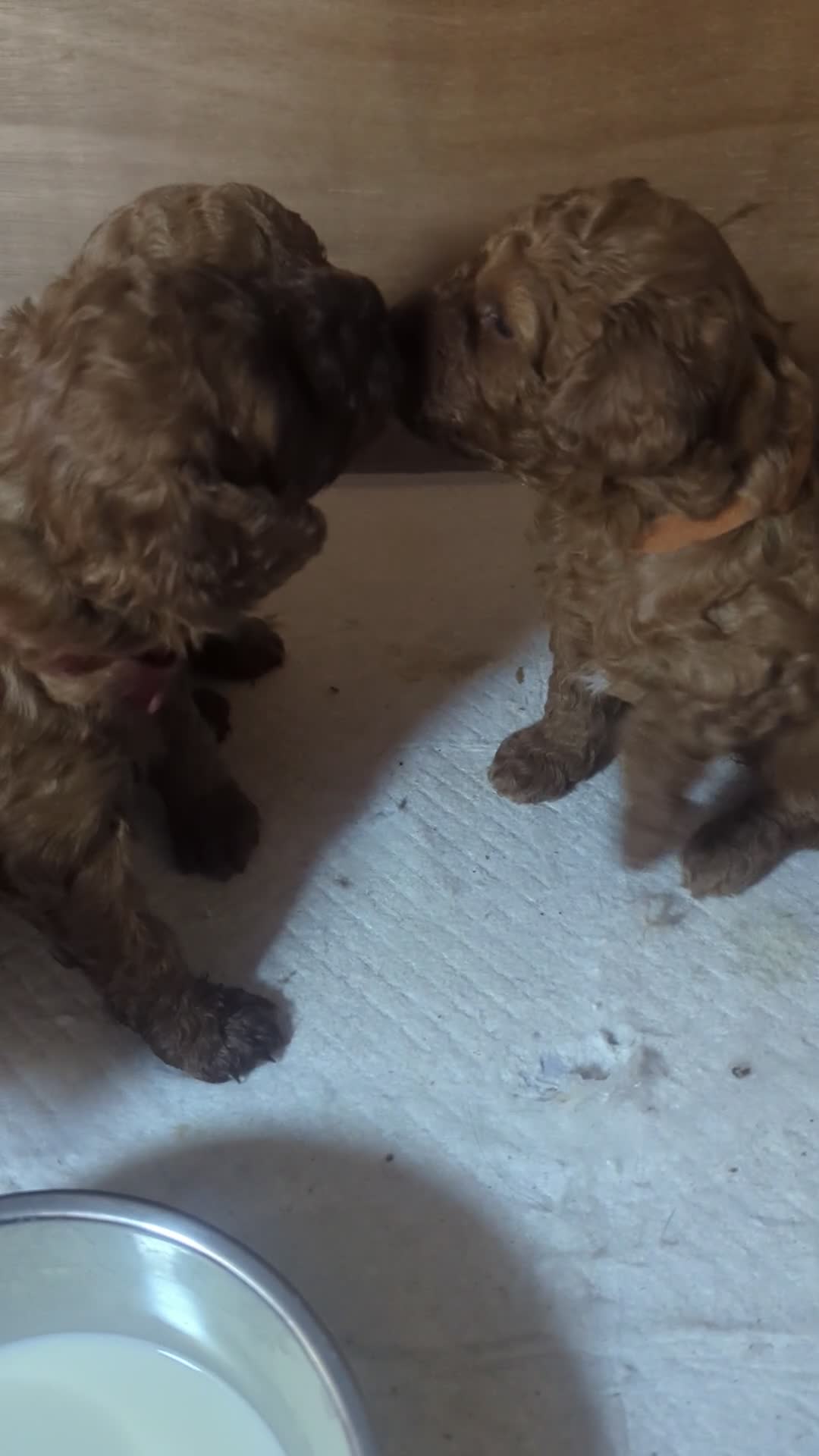 Labradoodle dogs for sale: F1B miniature labradoodle  - Video 1