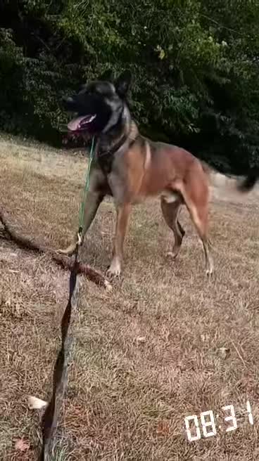 Belgian Shepherd Dog dogs for sale: Major - Video 2