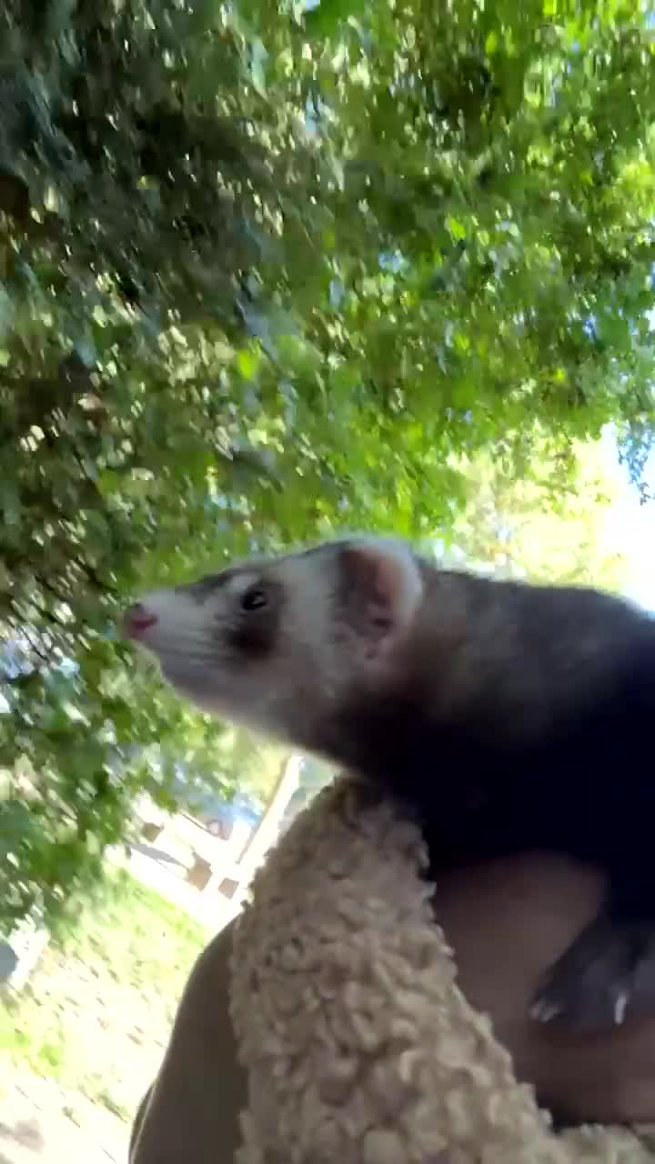 Ferret rodents for sale: Baby ferrets for sale (parents in the photos) - Video 2