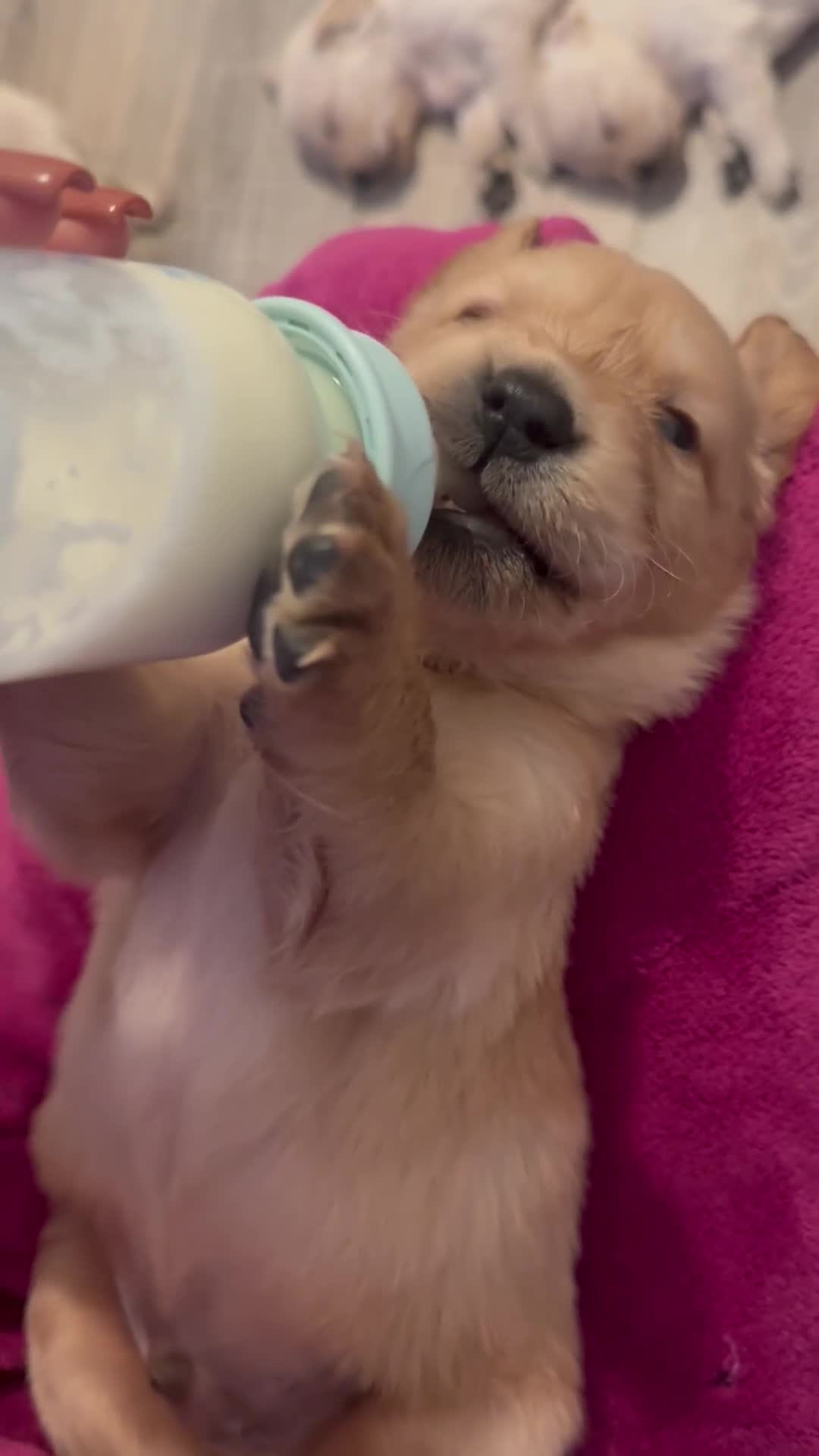 Golden Retriever dogs for sale: Lovely golden retriever puppies 🐶🐾♥️ - Video 1