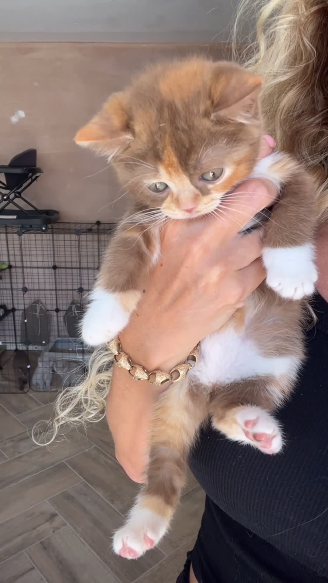 British Shorthair cats for sale: chunky cinnamon girl available active or non  - Video 1