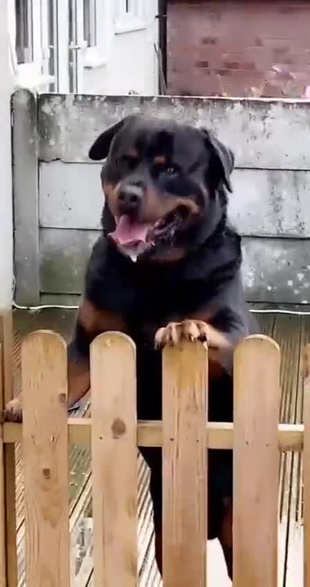Rottweiler dogs for stud: Protection trained Serbian Rottweiler for Stud in Oldbury - Video 5