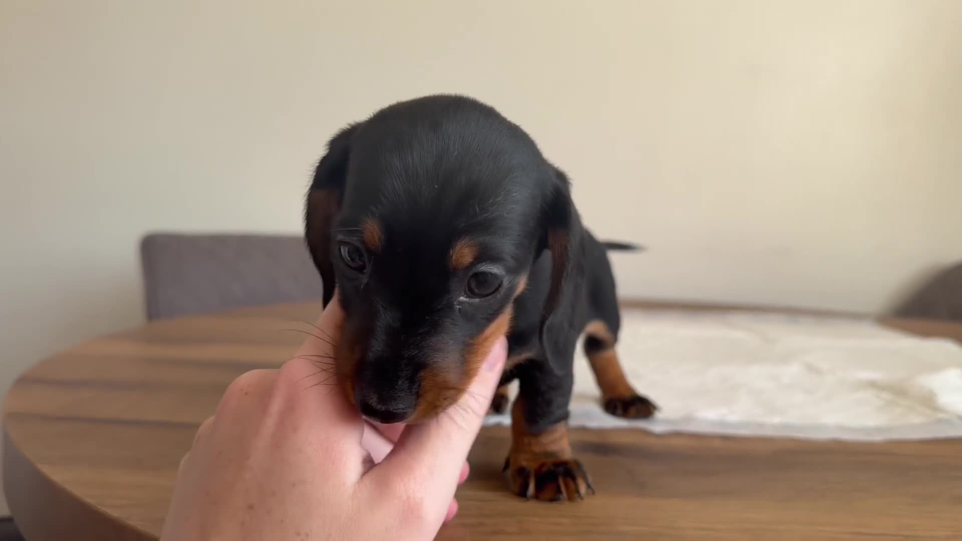 Miniature Dachshund dogs for sale: Mixed Coat Miniature Dachshund Females  in Bridgend - Video 1
