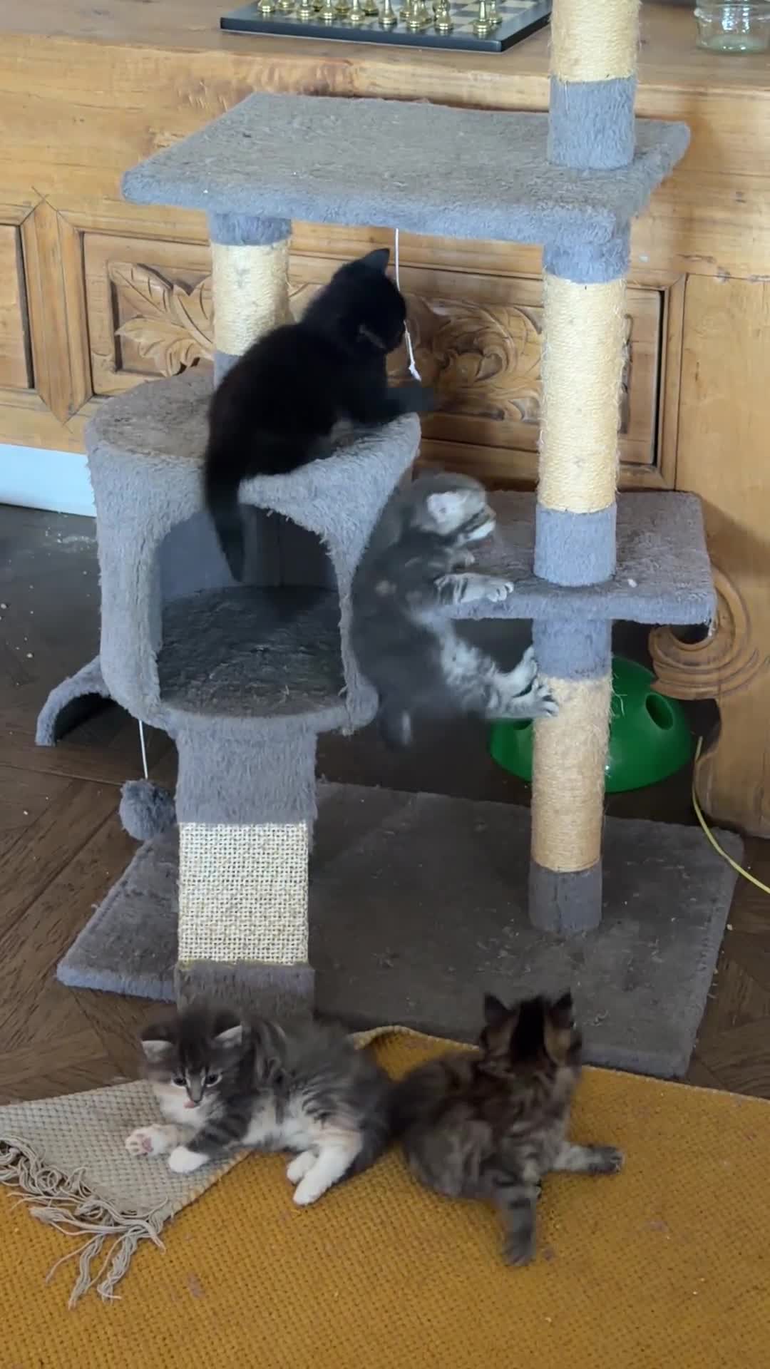 British Longhair cats for sale: Gorgeous British longhair Kittens - Video 1