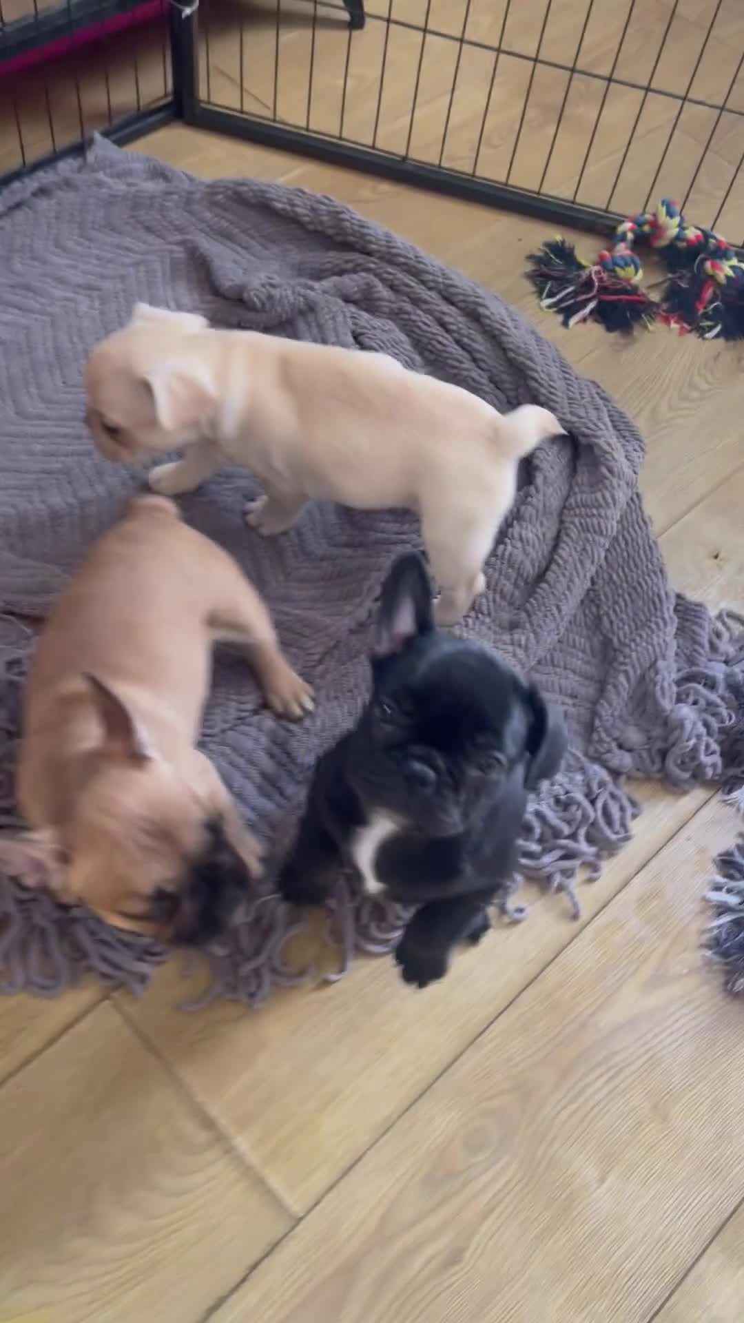 Mixed Breed dogs for sale: Adorable French bulldog cross Boston terrier in Ilkeston - Video 1