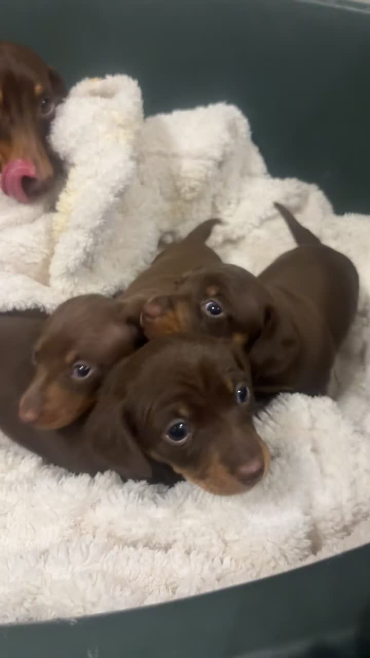 Miniature Dachshund dogs for sale: Miniature dachshund - Video 1