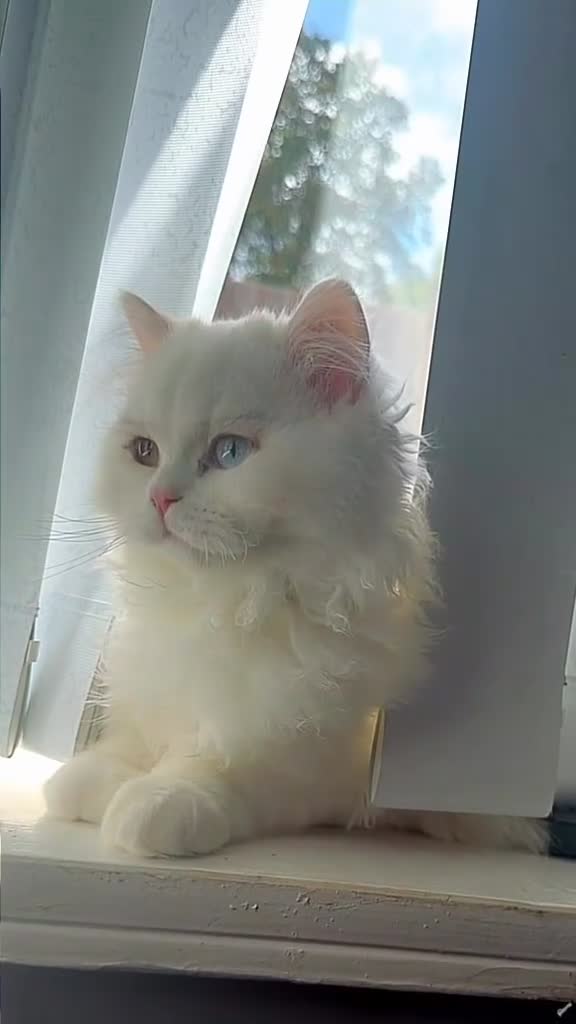 Brazilian Shorthair cats for sale: Rare odd eye fluffy male  - Video 2