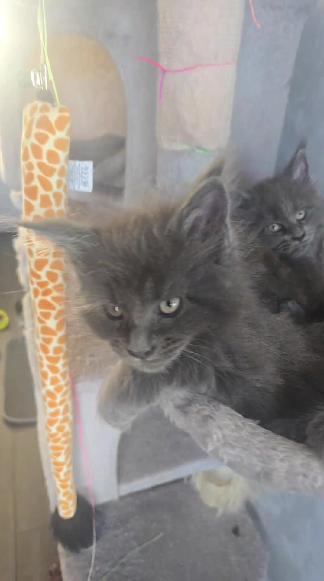 Maine Coon cats for sale: Blue mainecoon adorable kittens  in Dartford - Video 1