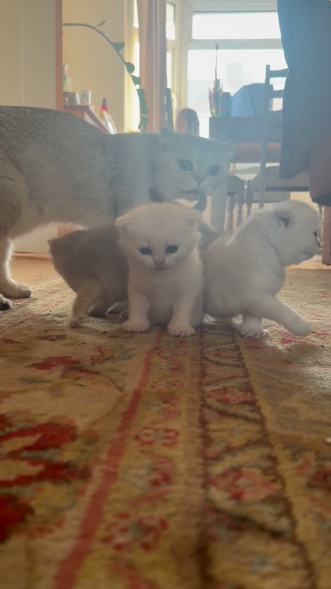 Scottish Fold cats for sale: Scottish Fold Kittens - 2 girls 1 boy  - Video 1