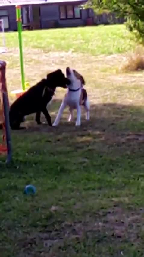 Mixed Breed dogs for adoption: Mickey in Highbridge - Video 1