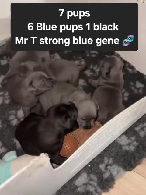 Staffordshire Bull Terrier dogs for stud: Mr T Champion sired Stud Blue gene 🧬 - Video 2