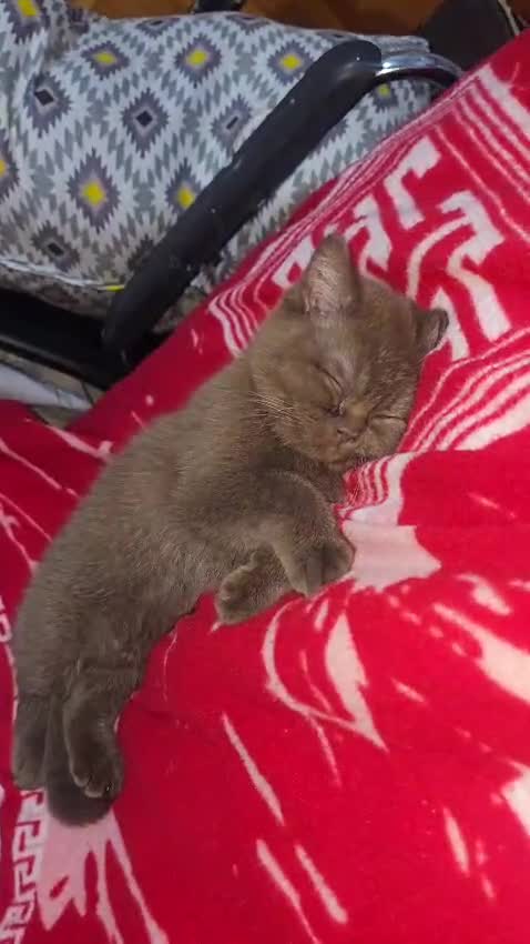 British Shorthair cats for sale: Rare cinnamon silver ash colour boy in Birmingham - Video 2