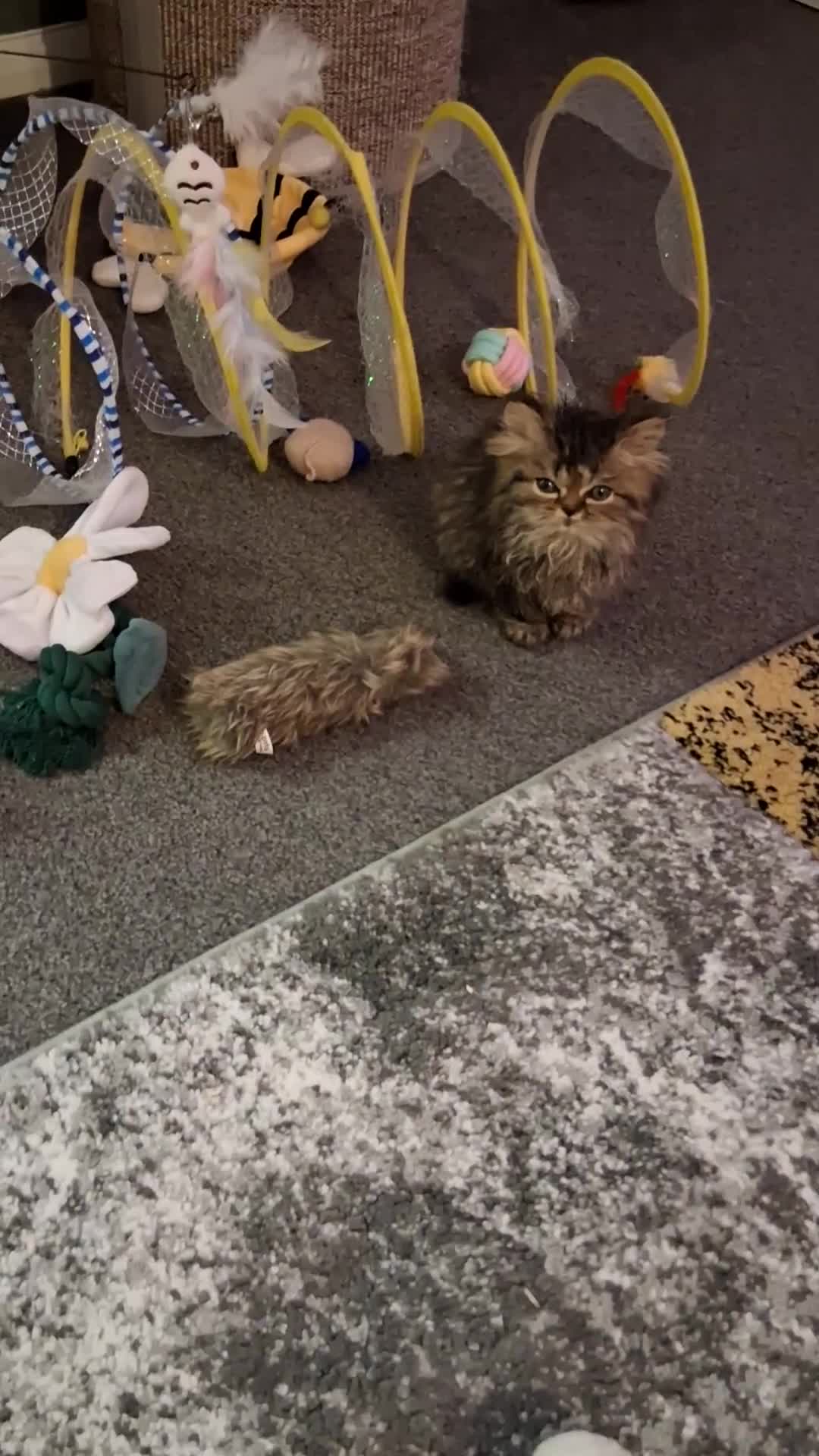 Persian cats for sale: Boys!!!!!Persian golden Chinchillas - Video 2