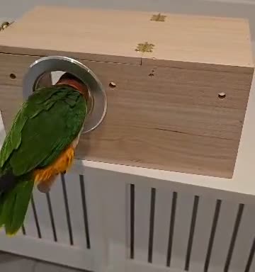 Parrots birds for sale: Caique parrots male and female  - Video 3